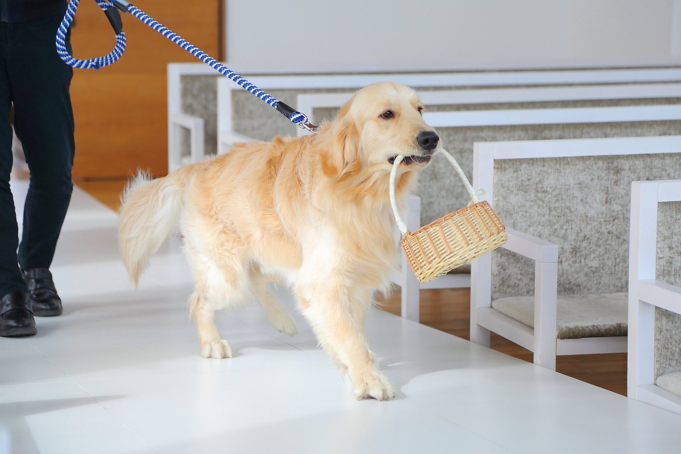 リングを運ぶ愛犬の写真を大きく見る