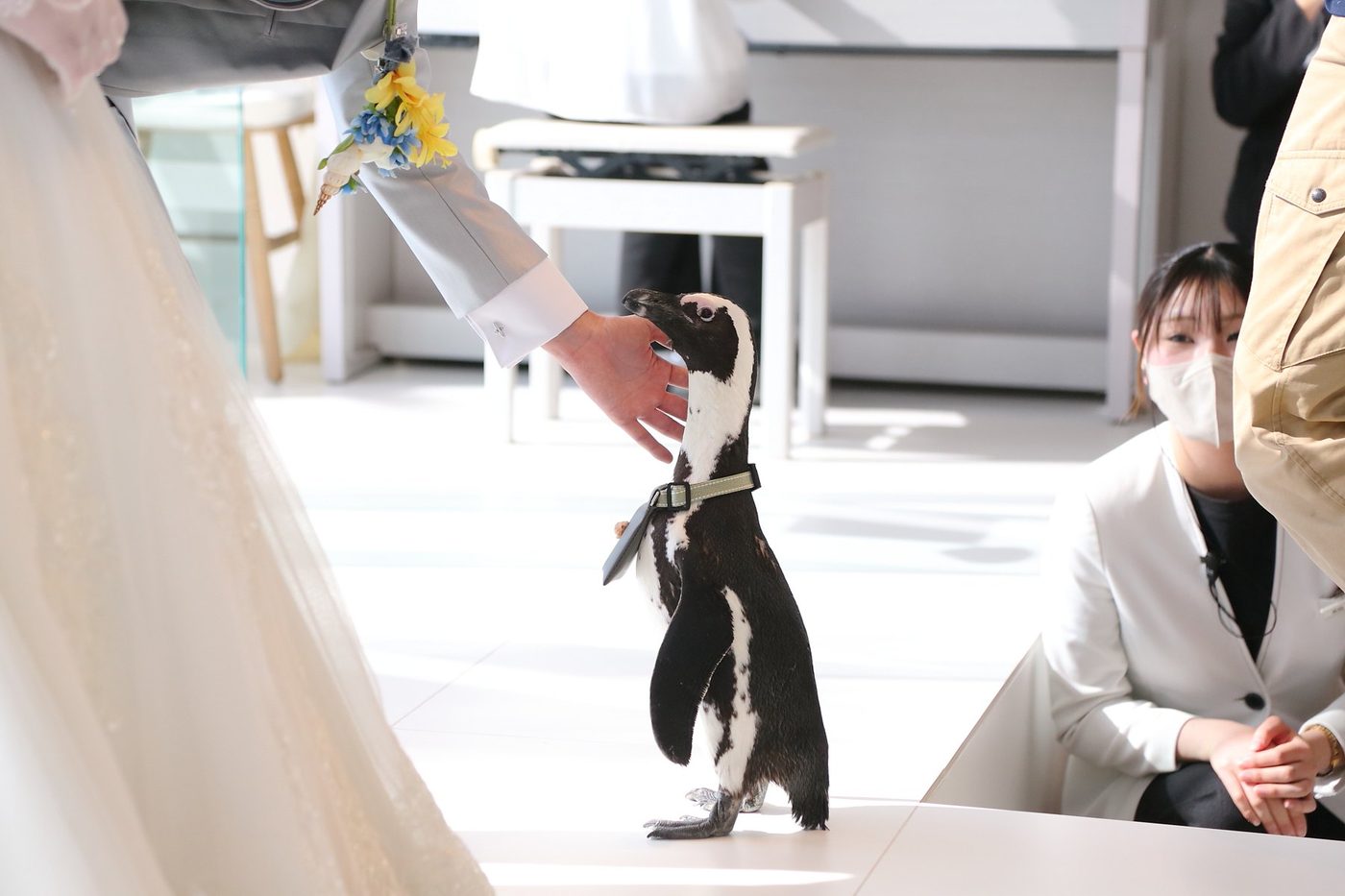新郎新婦のそばを歩くペンギン。まさかのゲストの事例へ